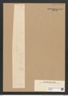 Ardissonia fulgens (Grev.?) Grun. (de-Toni-Nr.: Genus 68, Species 2676) Zeichnungen Sammlung Grunow Nr. 5471 (NHMW-BOT-W0373897)